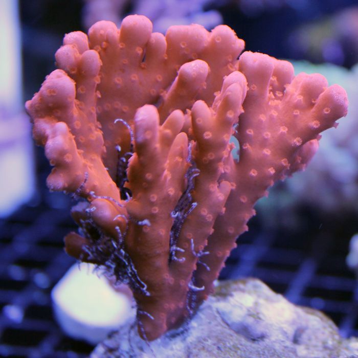 Buy Montipora - Setosa - Orange at www.jlaquatics.com