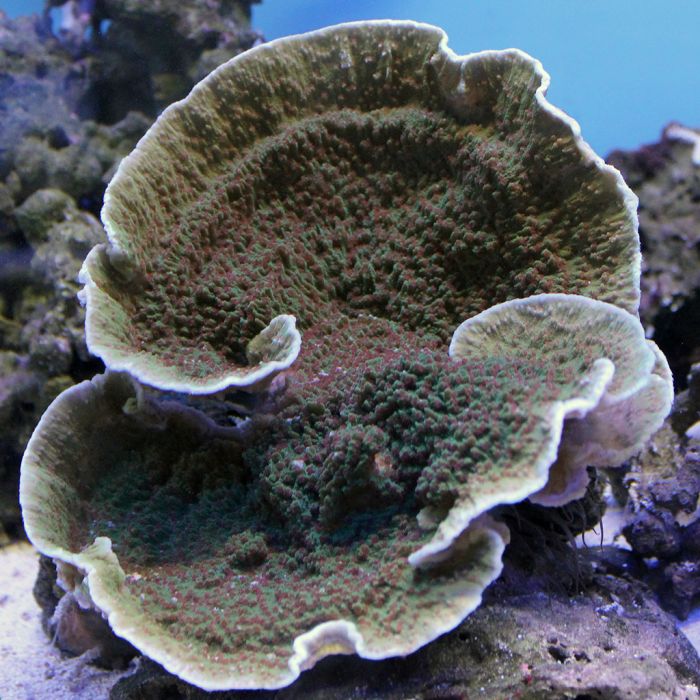 Buy Montipora - Strawberry Field at www.jlaquatics.com