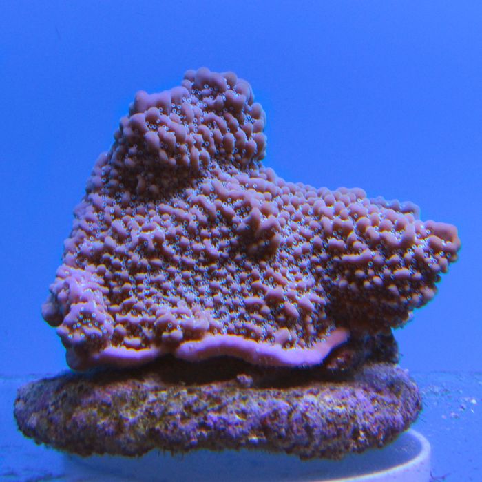 Buy Montipora - Undata - Green/Purple Rim at www.jlaquatics.com