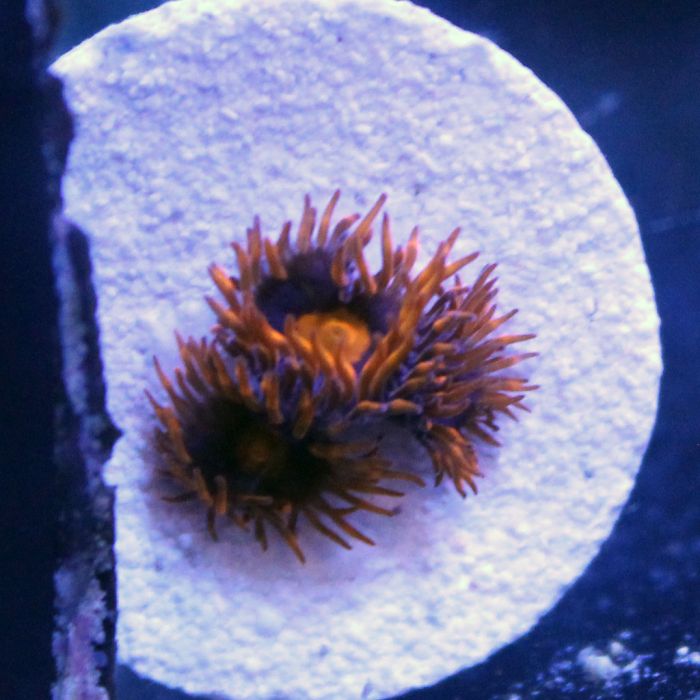 Buy My Clementine Zoa in Canada Zoanthus/Palythoa sp. - J&L Aquatcs