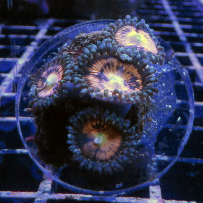 Buy Pineapple Express Zoa in Canada Zoanthus/Palythoa sp. - J&L Aquatcs