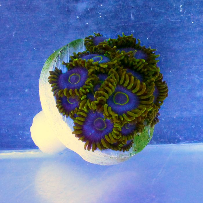 Buy Purple Macaw Zoa in Canada Zoanthus/Palythoa sp. - J&L Aquatcs