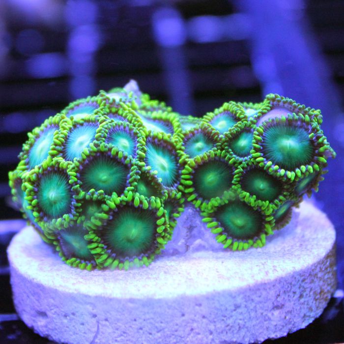 Buy Radioactive Dragon Eye Zoa in Canada Zoanthus/Palythoa sp. - J&L Aquatcs