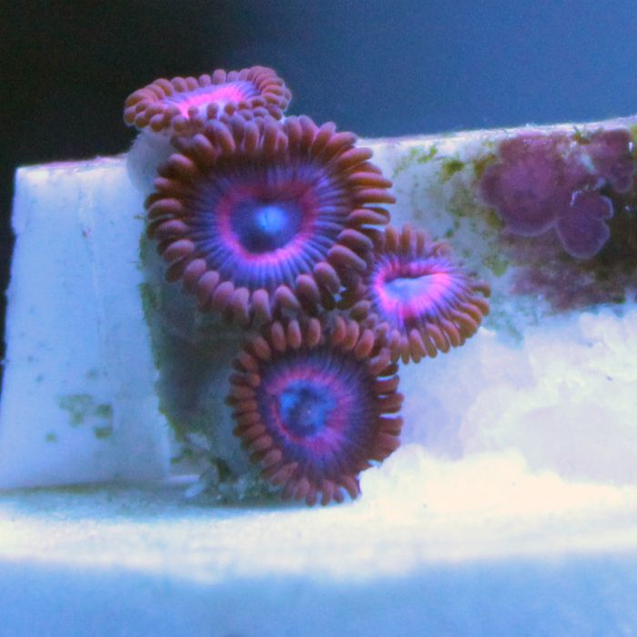 UFO Hornet/Vivid Stingers Zoa