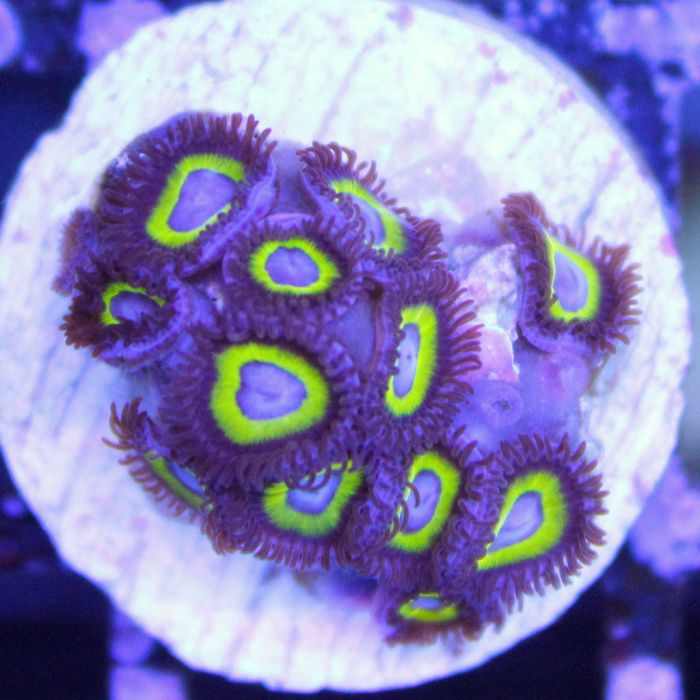 Buy Wolverine Zoa in Canada Zoanthus/Palythoa sp. - J&L Aquatcs