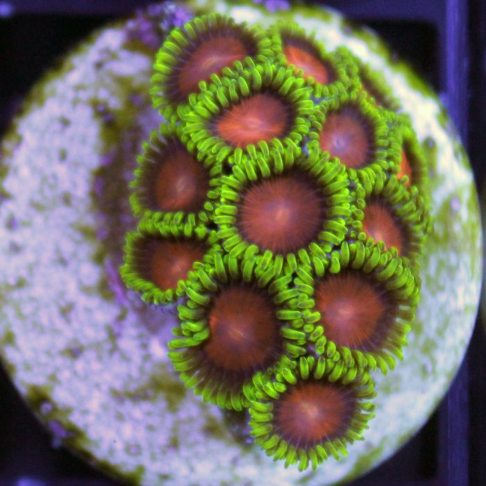 Buy Yellow Brick Road Zoa in Canada Zoanthus/Palythoa sp. - J&L Aquatcs