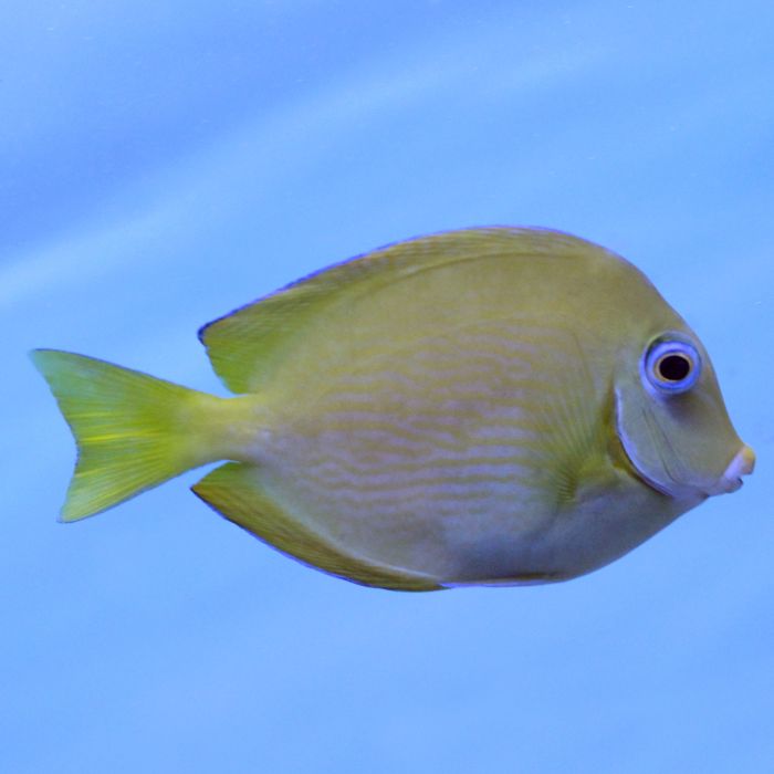 Atlantic blue tang care best sale