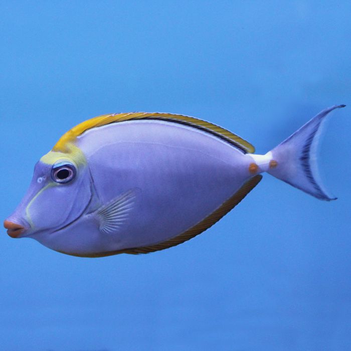 Blonde Naso Tang Indian Ocean