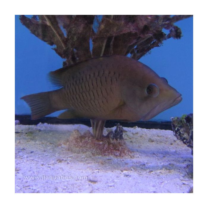 Sling Jaw Wrasse (South Pacific)