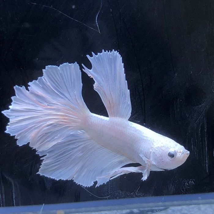 betta halfmoon e32