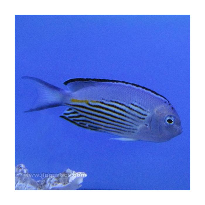 Buy Watanabe Angel - Male (South Pacific) in Canada for as low as 254.45