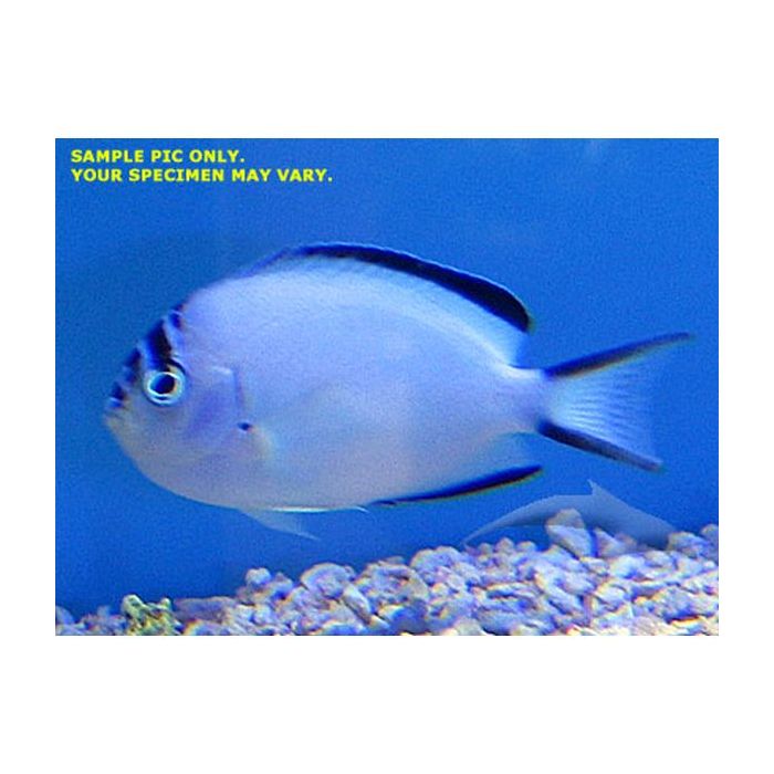 Buy Watanabe Angel - Female (South Pacific) in Canada for as low as 228.45