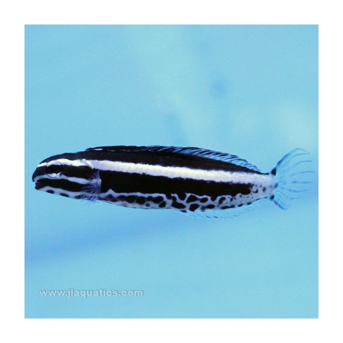 Buy Kamohara Blenny (Tank Raised) in Canada for as low as 42.95