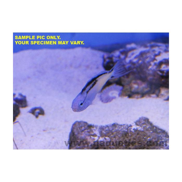 Buy Smith's Blenny (Tank Raised) in Canada for as low as 23.95