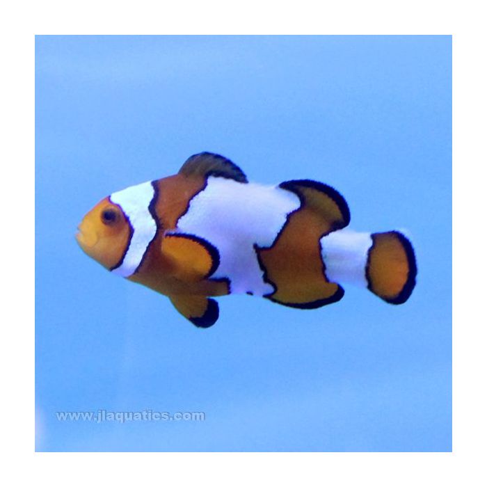 Buy Snowflake (Premium) Clownfish (Tank Raised) in Canada for as low as 69.95