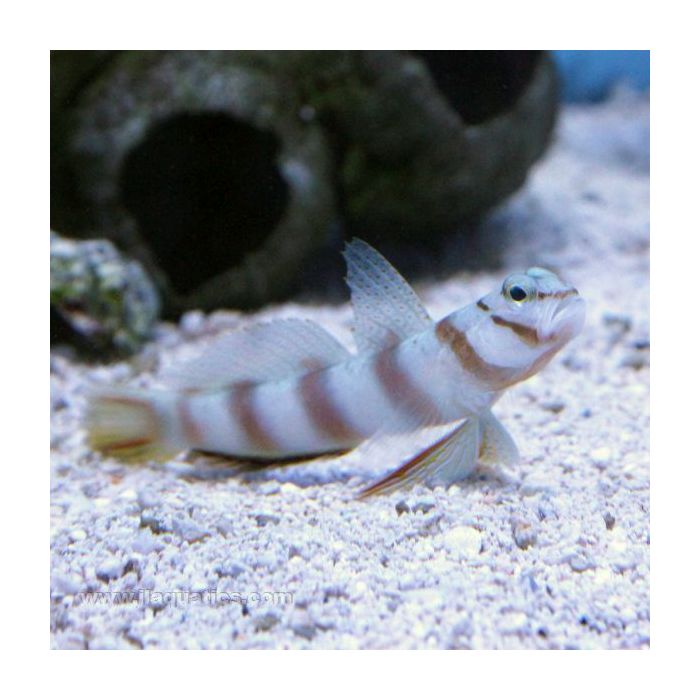 Buy Striped Shrimp Goby (Asia Pacific) in Canada for as low as 21.95