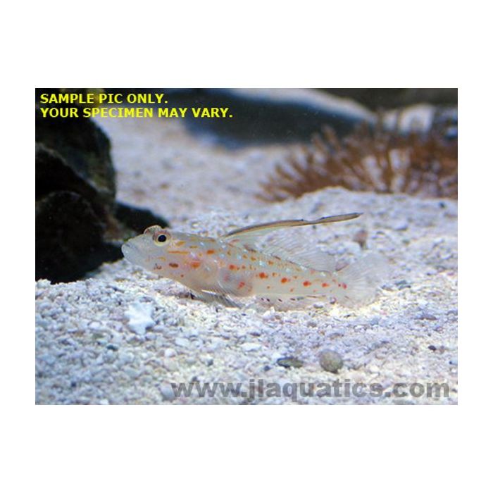 Buy Tangaroa Goby (Asia Pacific) in Canada for as low as 49.95