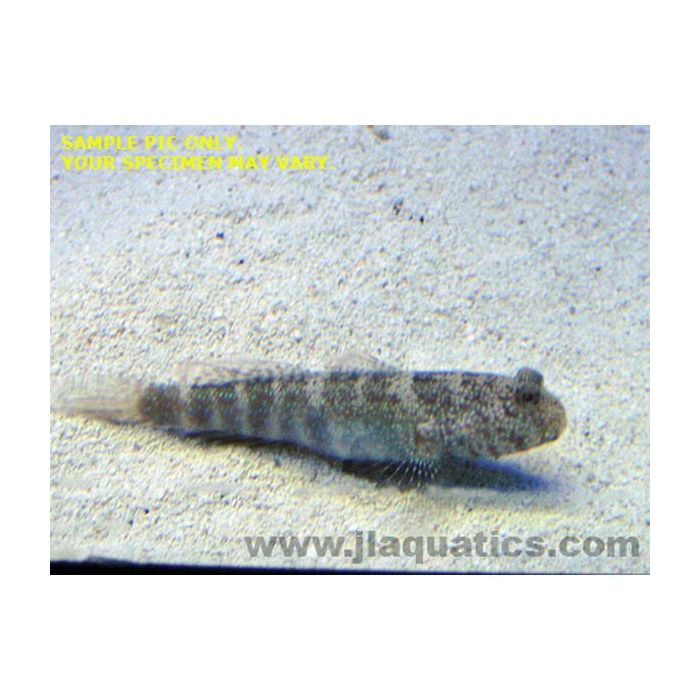 Buy Target Goby (Asia Pacific) in Canada for as low as 38.45