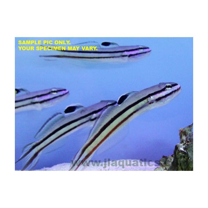 Buy Two Line  Goby (Asia Pacific) in Canada for as low as 29.45