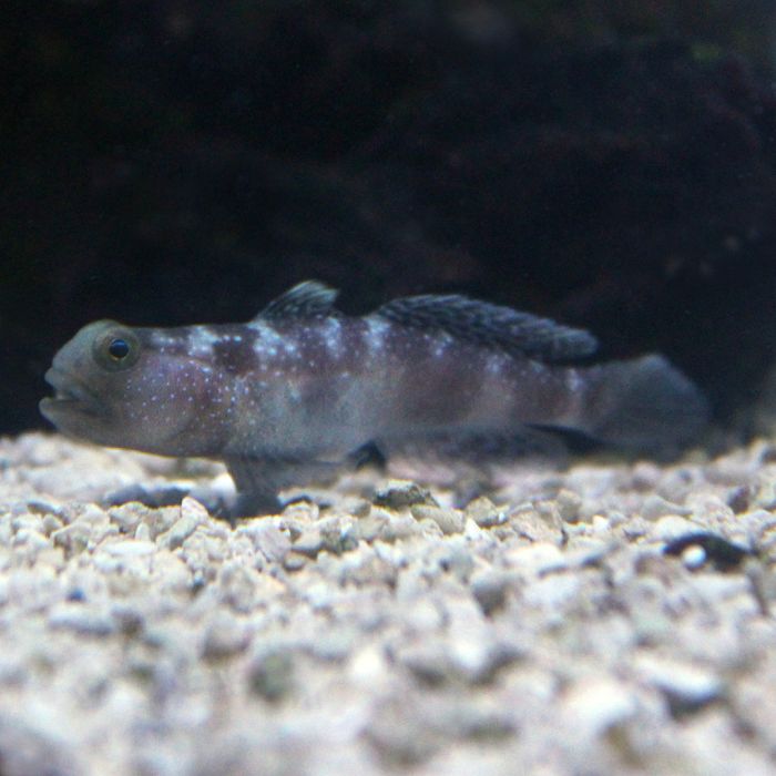 Buy Y-Bar Shrimp Goby (Indian Ocean) in Canada for as low as 49.45