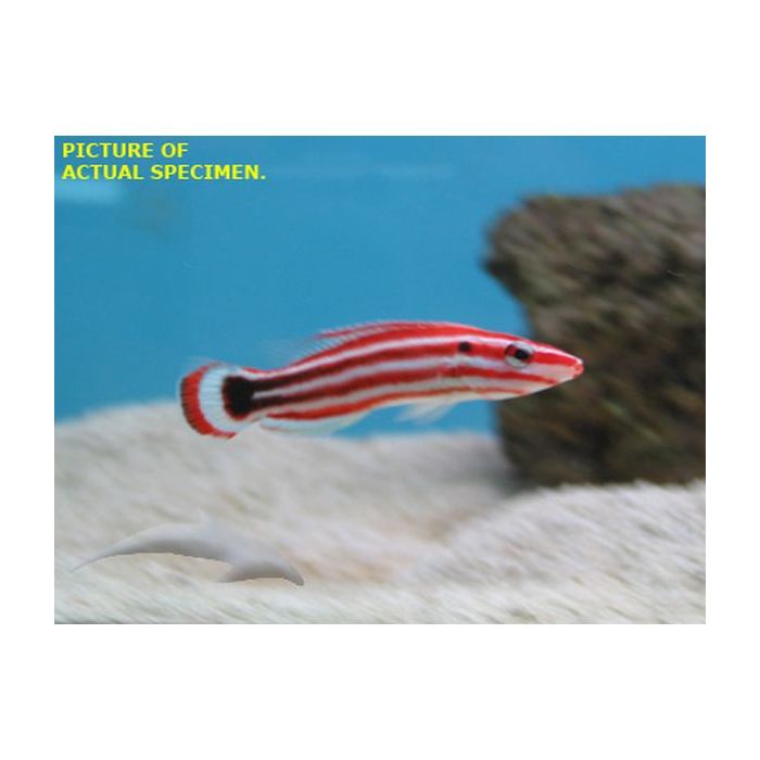 Buy Peppermint Hogfish (Asia Pacific) in Canada for as low as 295.45