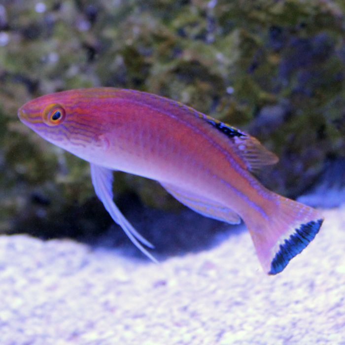 Buy Pylei (Male) Fairy Wrasse (South Pacific) in Canada for as low as 199.95