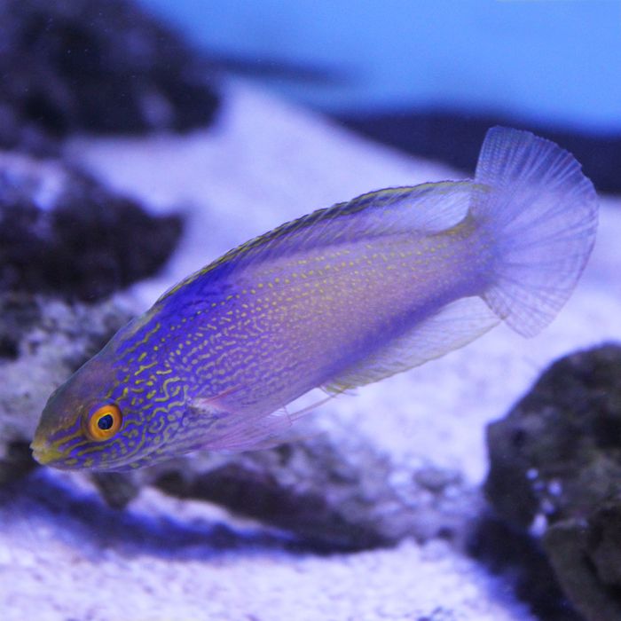 Buy Rhomboid (Male) Fairy Wrasse (South Pacific) in Canada for as low as 461.95