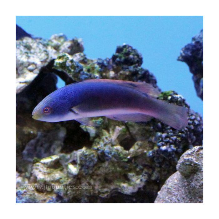 Buy Scott's (Female) Fairy Wrasse (Australia) in Canada for as low as 231.45