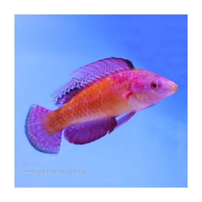 Buy Tonozukai Fairy Wrasse (Asia Pacific) in Canada for as low as 72.45