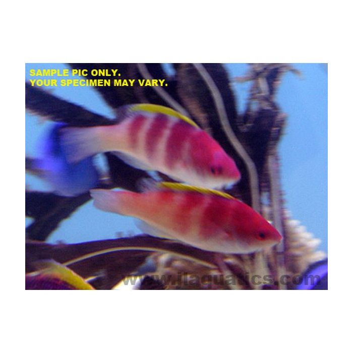 Buy Yellow Fin Fairy Wrasse (Asia Pacific) in Canada for as low as 82.95