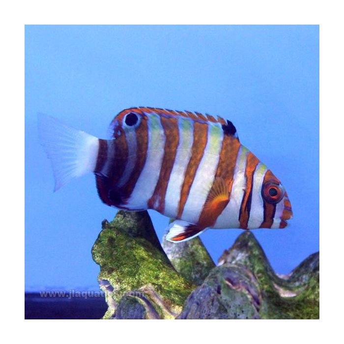 Harlequin Tuskfish (Asia Pacific)