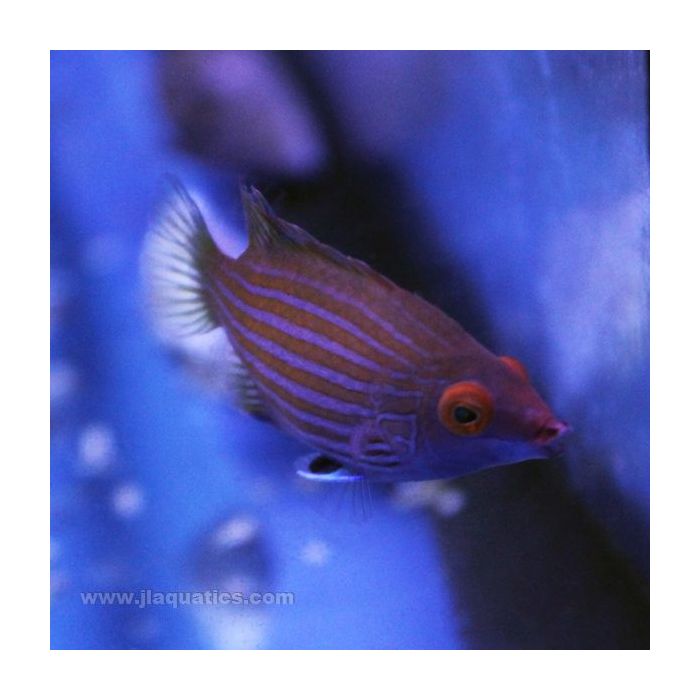 Buy Pink Streak Wrasse (Asia Pacific) in Canada for as low as 62.95