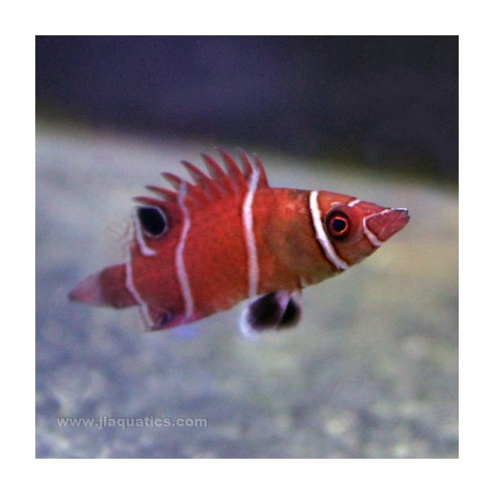 Buy Red Tanaka Possum Wrasse (Asia Pacific) in Canada for as low as 96.45