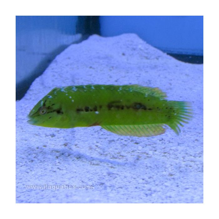 Buy Seagrass Wrasse (Asia Pacific) in Canada for as low as 63.45