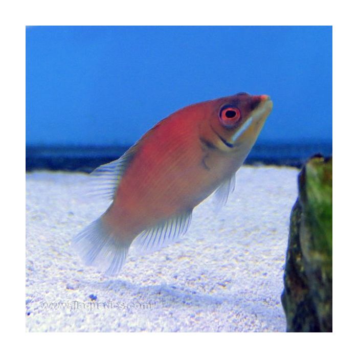 Buy Secretive Wrasse (Asia Pacific) in Canada for as low as 35.95