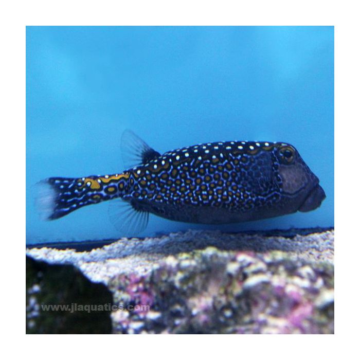 Buy Blue Spot Boxfish - Male (South Pacific) in Canada for as low as 178.45