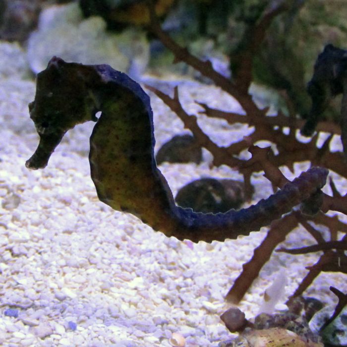 Buy Kelloggi Seahorse (Tank Raised) in Canada for as low as 67.95