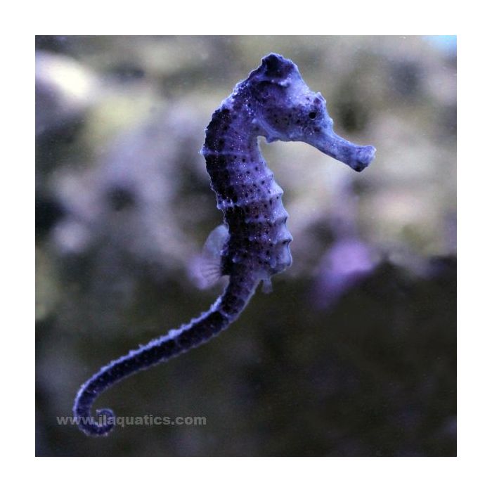 Buy Reidi Seahorse (Tank Raised) in Canada for as low as 139.45