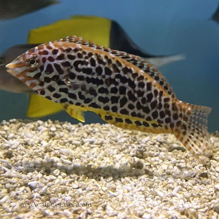 Leopard Wrasse - Macropharyngodon meleagris