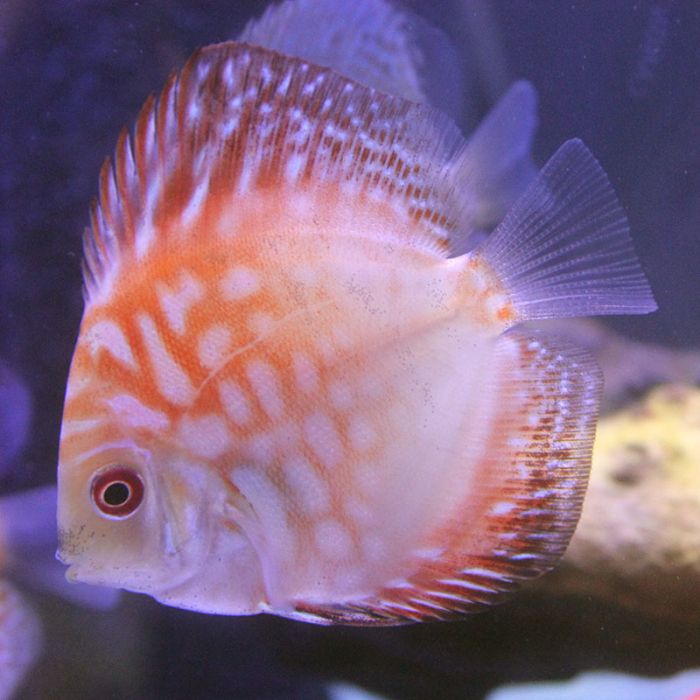 Red Pigeon Checkerboard Discus