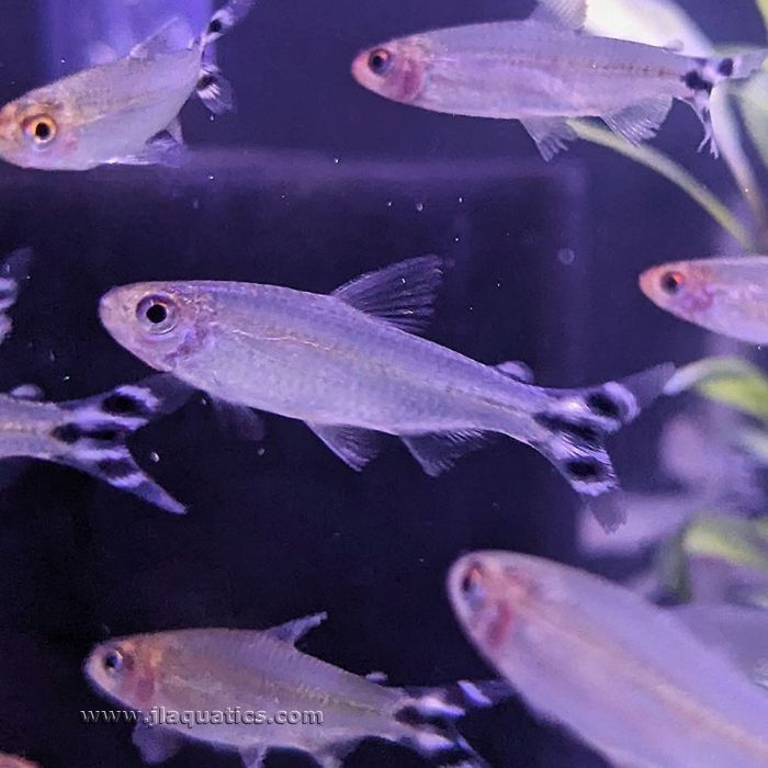 Rummy-nose Tetra