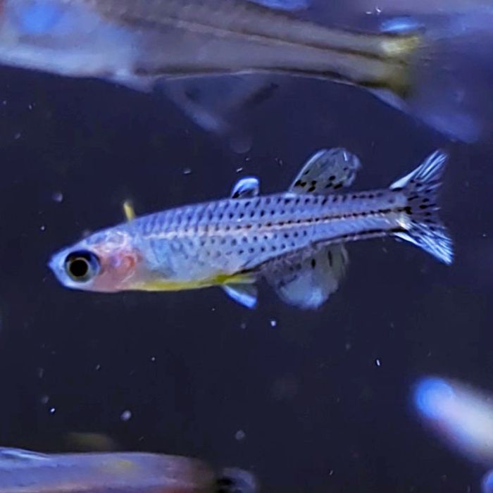 Spotted Blue-eye Rainbowfish 