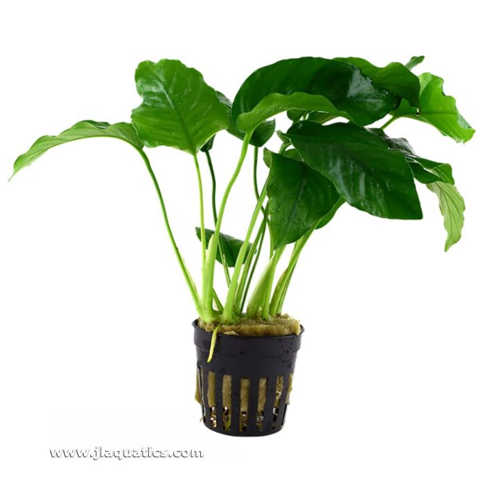 Tropica Anubias barteri var. barteri Potted Plant