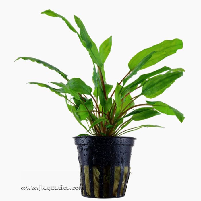 Tropica Cryptocoryne wendtii (Green) Potted Plant