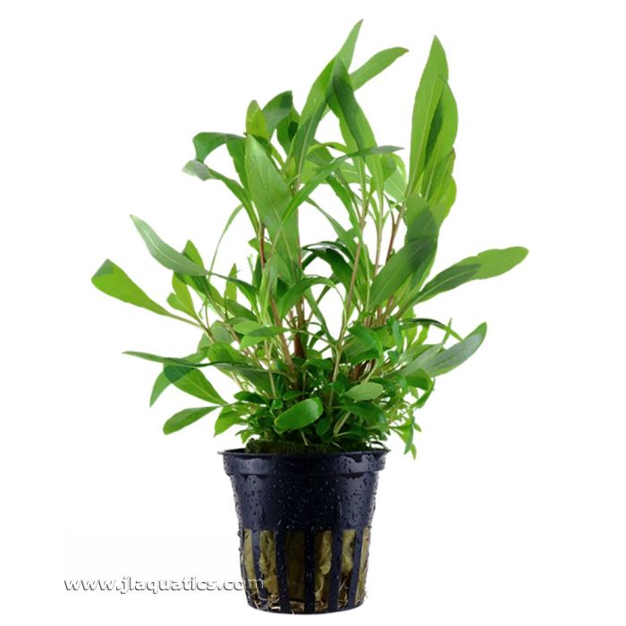 Tropica Hygrophila corymbosa (Siamensis) Potted Plant