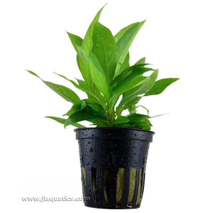 Tropica Hygrophila corymbosa (Stricta) Potted Plant