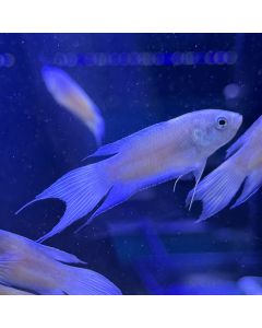 Fire & Ice Paradise Gourami