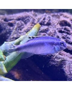 Kribensis Cichlid - Juvenile