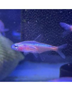 Albino Cardinal Tetra