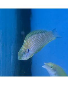 Kuiter's Leopard Wrasse